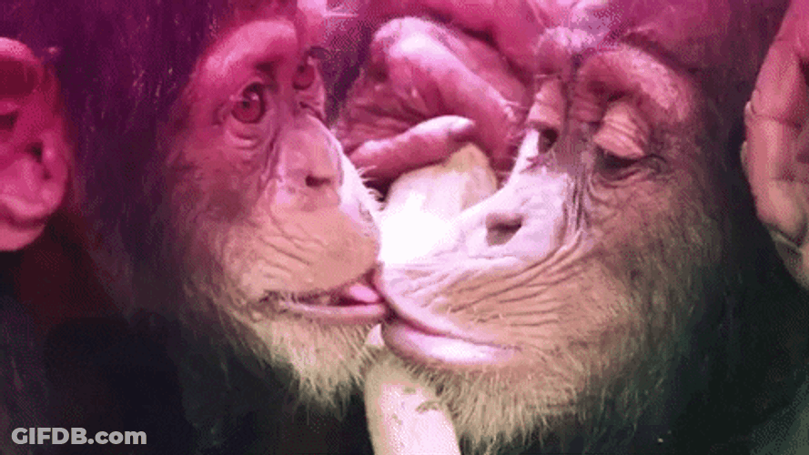Chimps Giving Each Other Monkey Kiss GIF