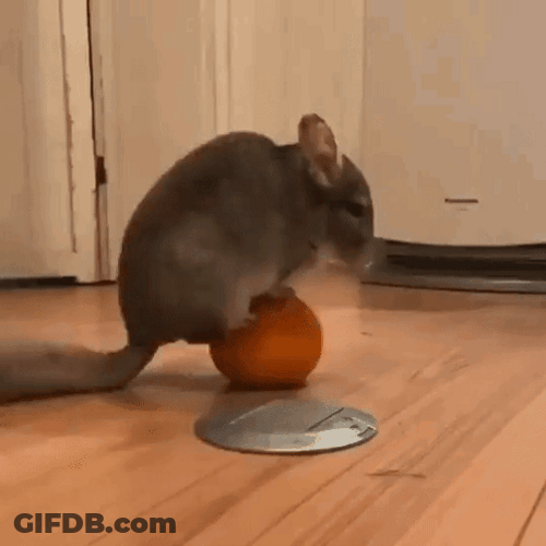 Chinchilla Balancing On Top Of Ball GIF
