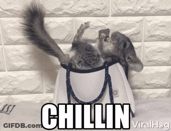 Chinchilla Eating Chocolate Chillin GIF