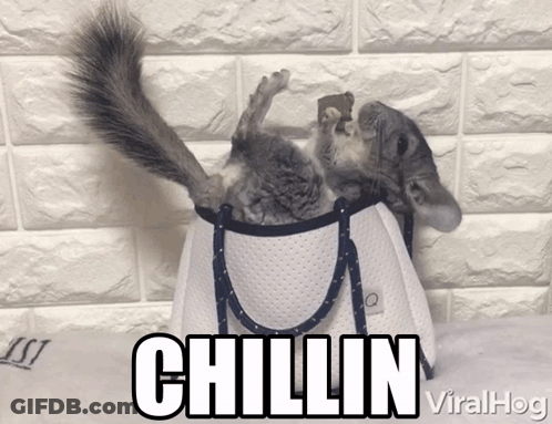 Chinchilla Laying In White Bag Chillin Viralhog GIF