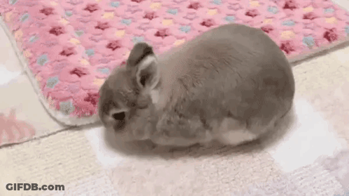 Chinchilla Laying On Back On Pink Blanket GIF