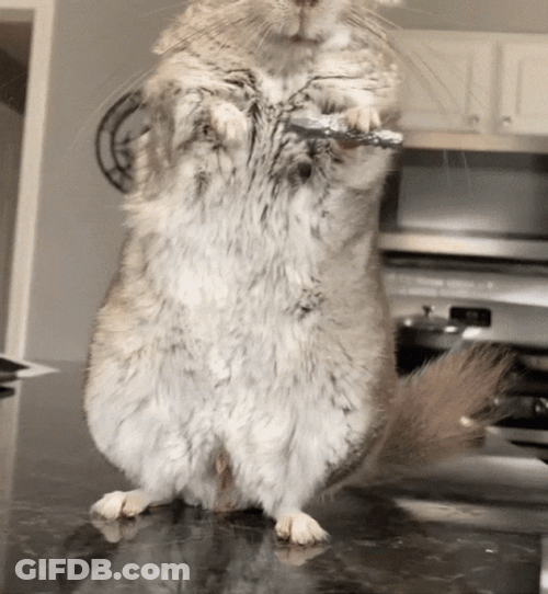 Chinchilla Mike Mic Drop GIF