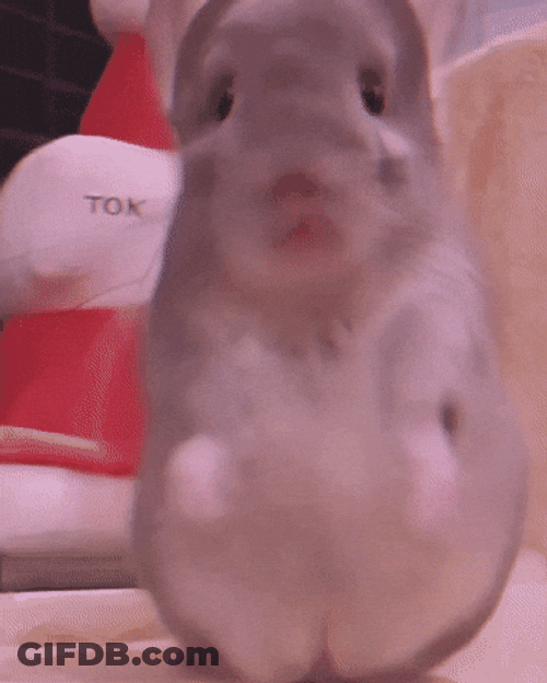 Chinchilla Mouse Dances Apt GIF