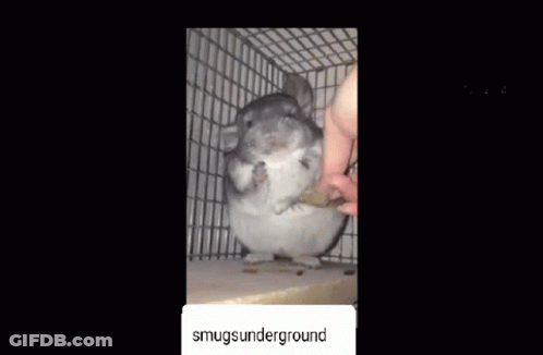 Chinchilla Sitting In Cage Eating Food GIF