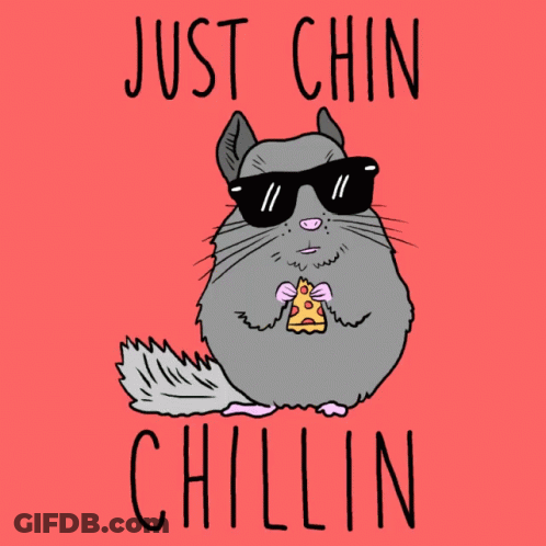 Chinchilla With Sunglasses Eating Pizza GIF