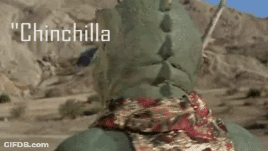 Chinchilla Wookie Solo Jabber Hut GIF