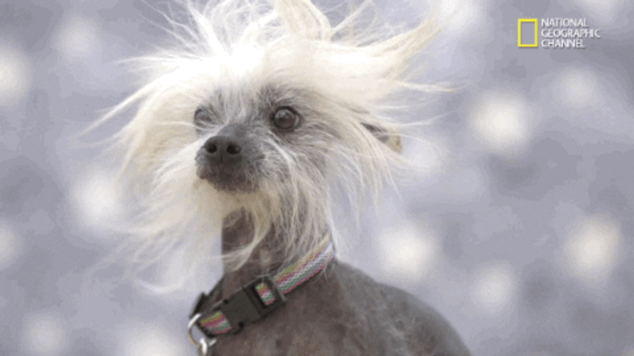 Chinese Crested Dog Bad Hair Day GIF