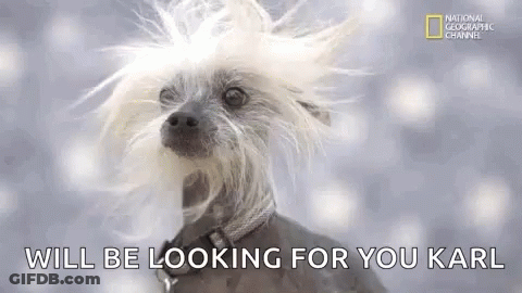 Chinese Crested Dog With Long Beard Looking For Owner GIF