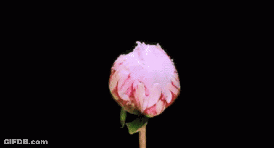 Chinese Peony Flower Blooming GIF