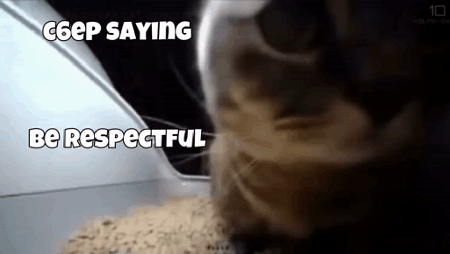 Chipi Chipi Chapa Chapa Cat Be Respectful GIF