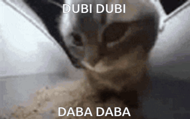 Chipi Chipi Chapa Chapa Cat Dubidubidu Song GIF