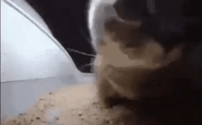 Chipi Chipi Chapa Chapa Cat Head Swaying GIF