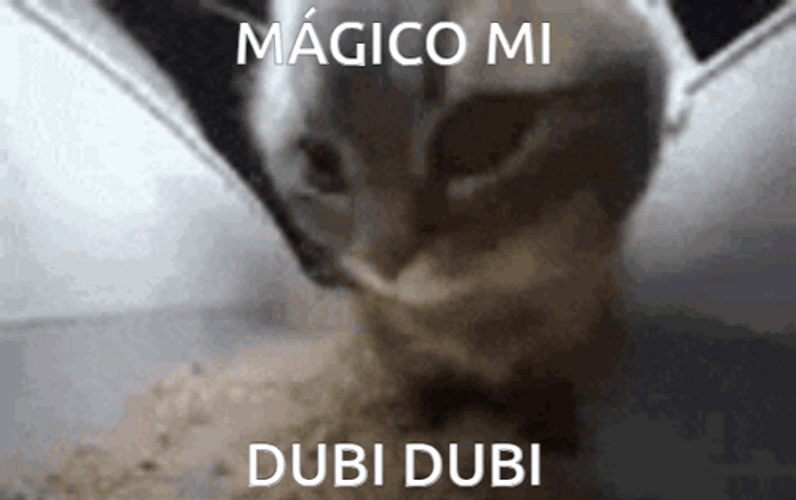 Chipi Chipi Chapa Chapa Cat Magic Dubi Meme GIF
