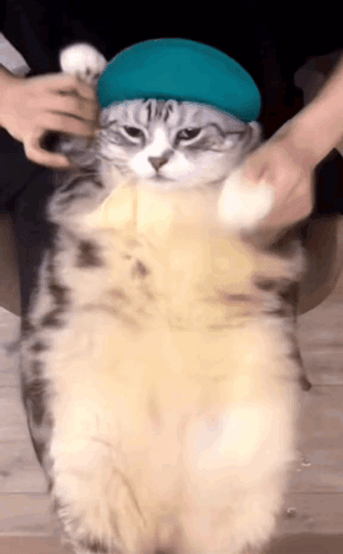 Chipi Chipi Chapa Chapa Dancing Cat Chubby Cat GIF