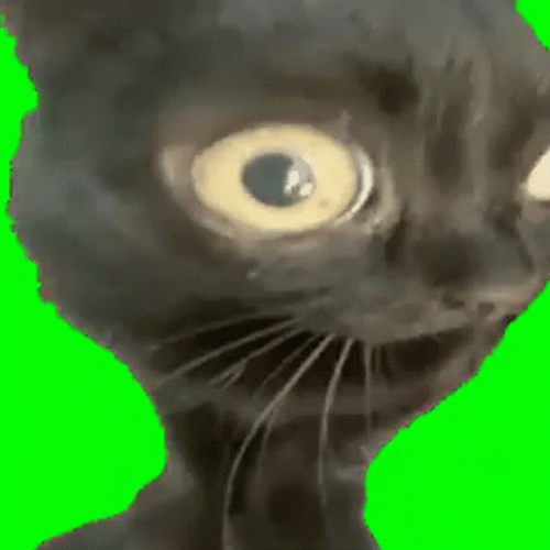 Chipi Chipi Chapa Chapa Spinning Black Cat GIF