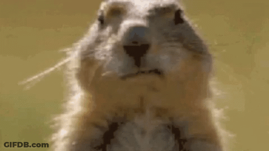 Chipmunk Chewing Bubble Gum GIF