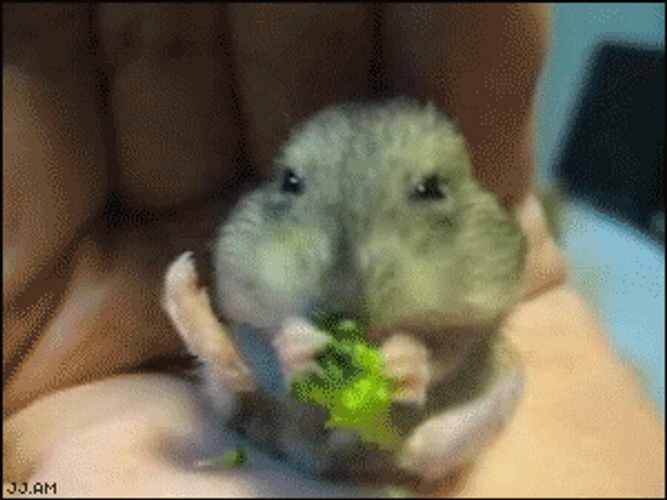 Chipmunk Eat Broccoli Cute Animal GIF