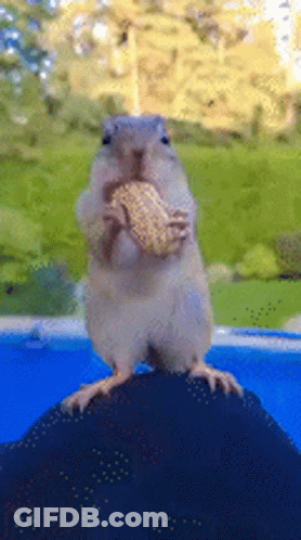 Chipmunk Eating Corn On The Cob Standing On Ball GIF