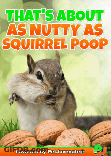 Chipmunk Eating Nuts GIF