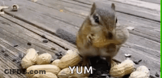 Chipmunk Eating Peanuts Saying Yum GIF