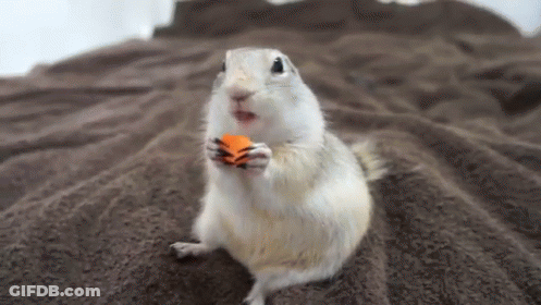 Chipmunk Holding Carrot GIF