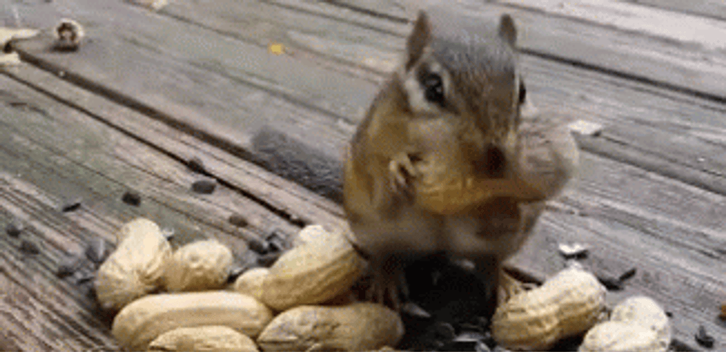 Chipmunk Love Eating Peanuts GIF