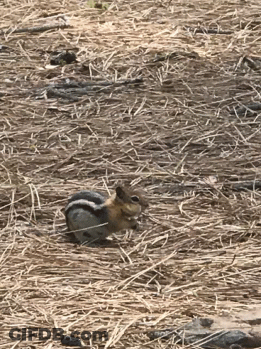 Chipmunk Sitting In Hay Field GIF