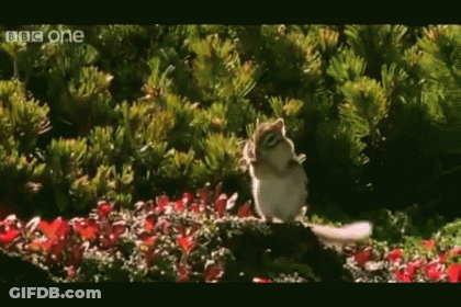 Chipmunk Standing In Garden BBC One GIF
