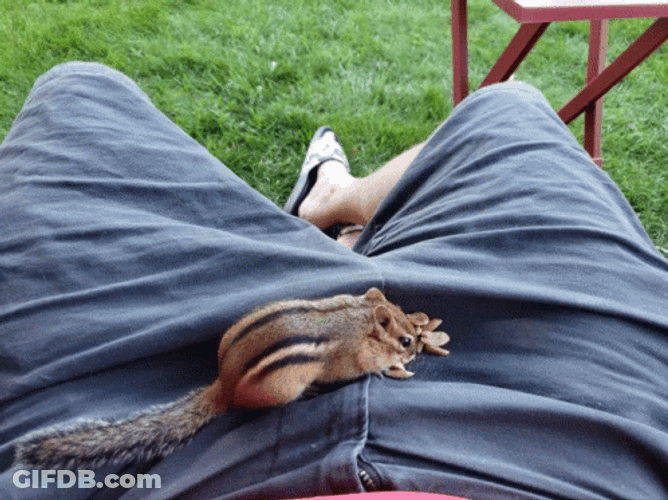 Chipmunks Having A Snack GIF