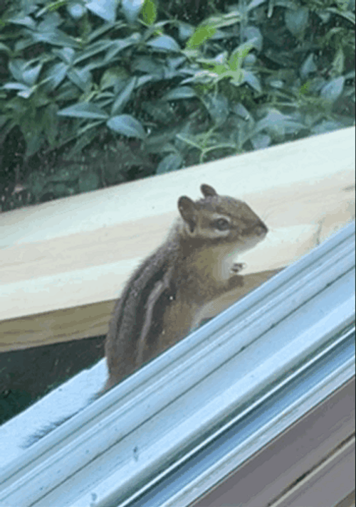 Chipmunks On The Roof GIF