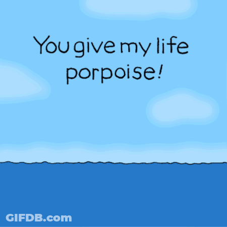 Chippy The Dog Porpoise Gift GIF