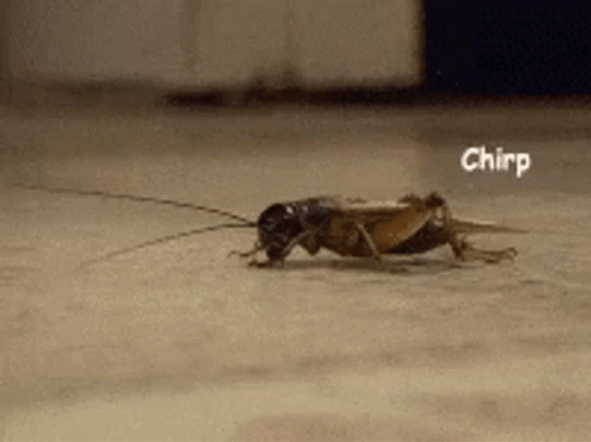 Chirping Crickets On Floor GIF