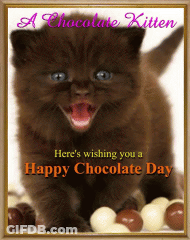 Chocolate Kitten Happy Chocolate Day GIF