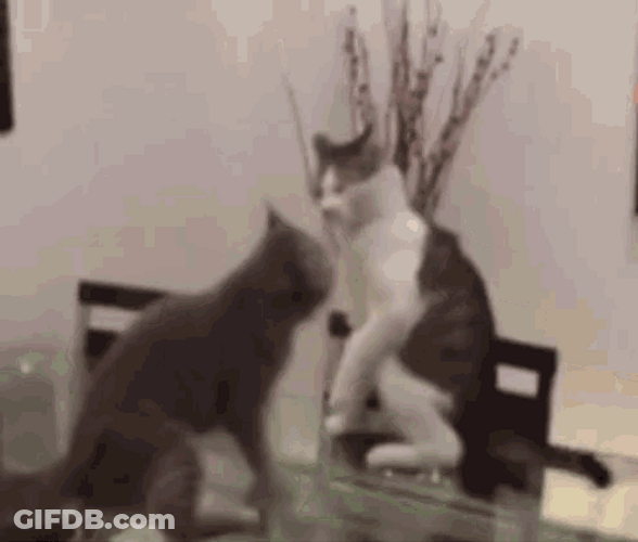 Choking Wrestling Fight Cats GIF