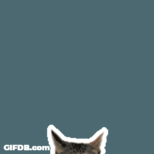 Chonk Chonky Sticker GIF