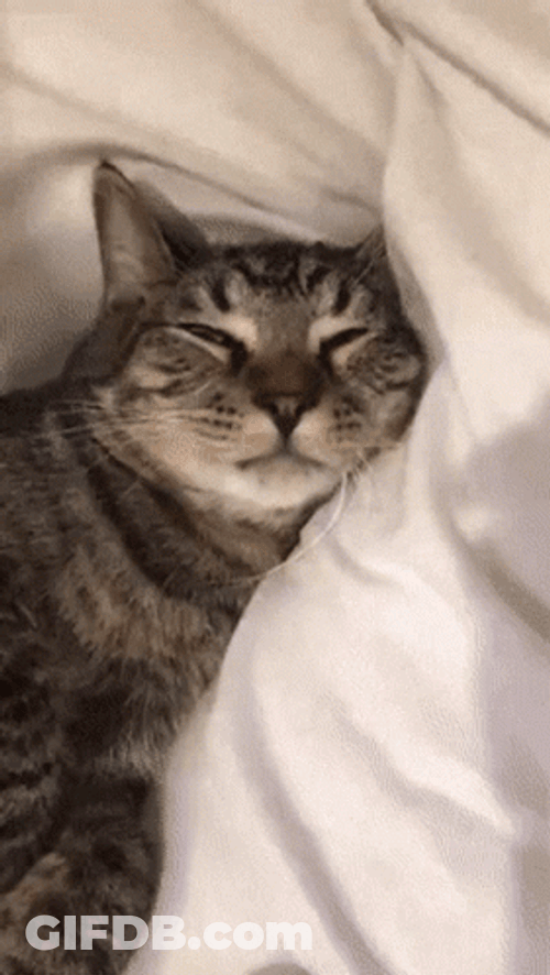 Choose Violence Cat Bite Cuddle GIF