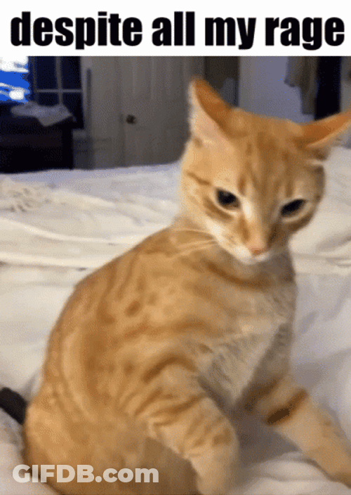 Choose Violence Orange Cat Rage GIF