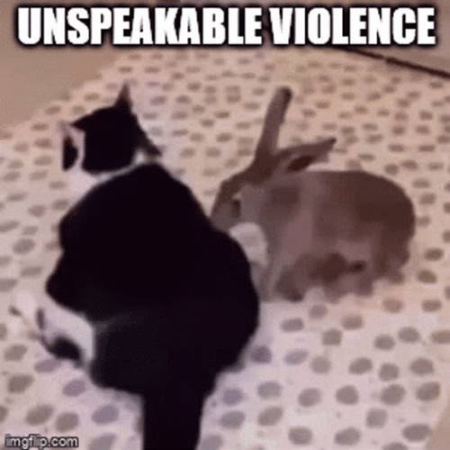 Choose Violence Rabbit Cat Punch GIF