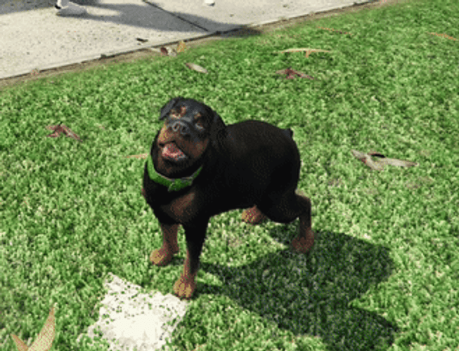 Chop Hungry Dog GIF