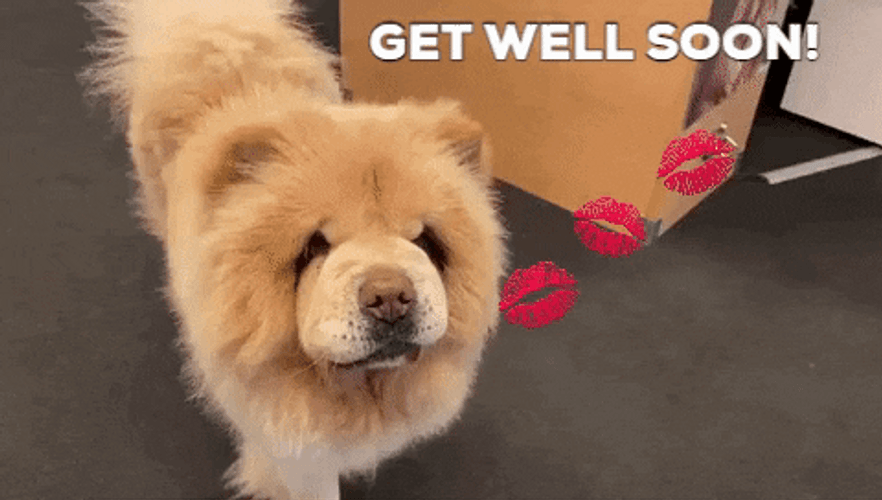 Chow Chow Get Well Soon GIF