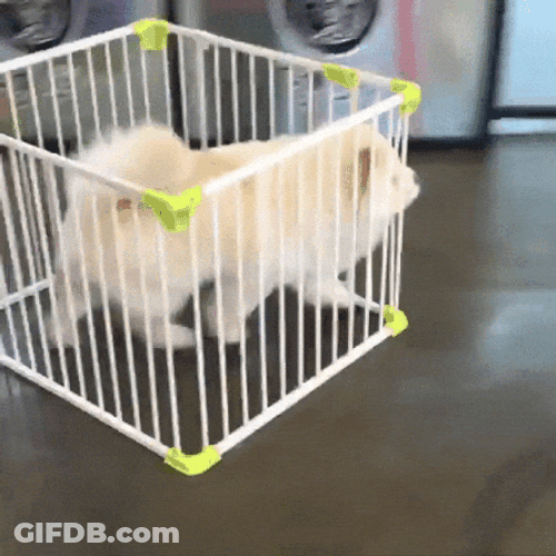 Chow Dog Pushing Cage GIF