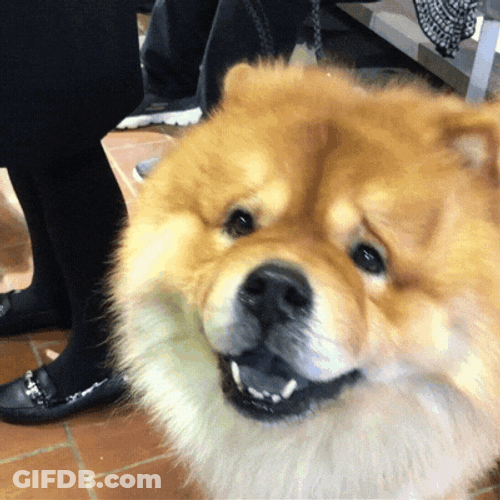 Chow Dog Sad Face GIF