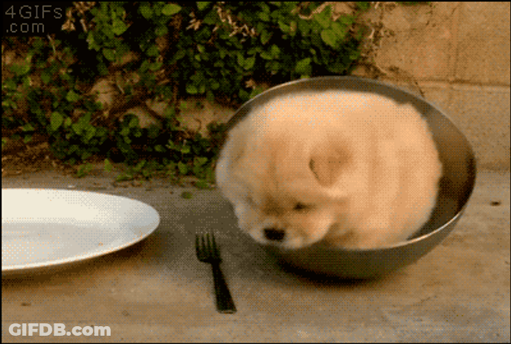 Chow Dog Stuck In Bowl GIF