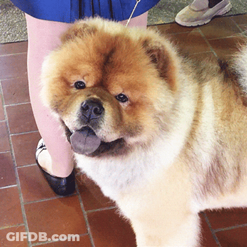 Chow Sticking Out Tongue GIF