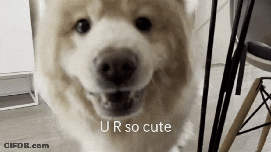 Chow You Are So Cute GIF