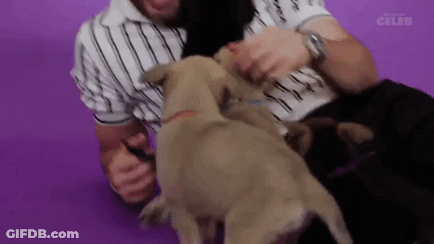 Chris Evans Awww Puppies GIF