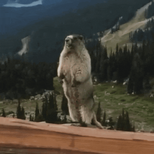 Christian Marmot GIF