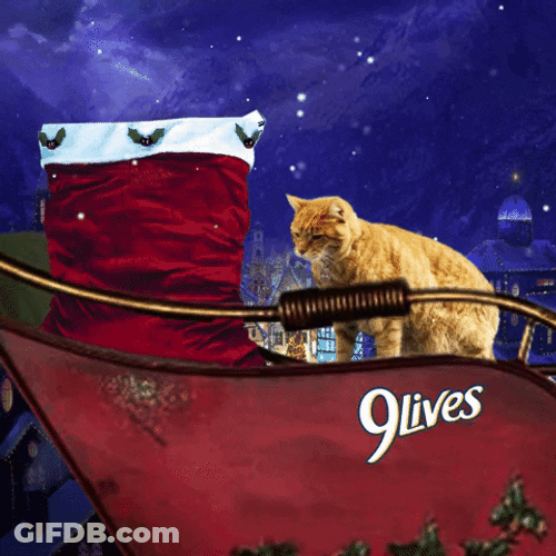 Christmas Cat Food In Sleigh GIF