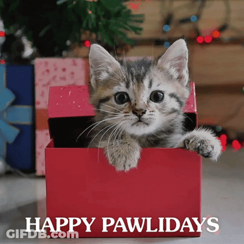 Christmas Cat Gift In A Box GIF