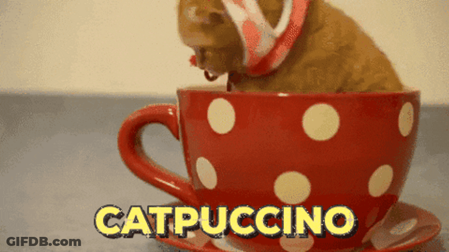 Christmas Cat In Cappuccino GIF